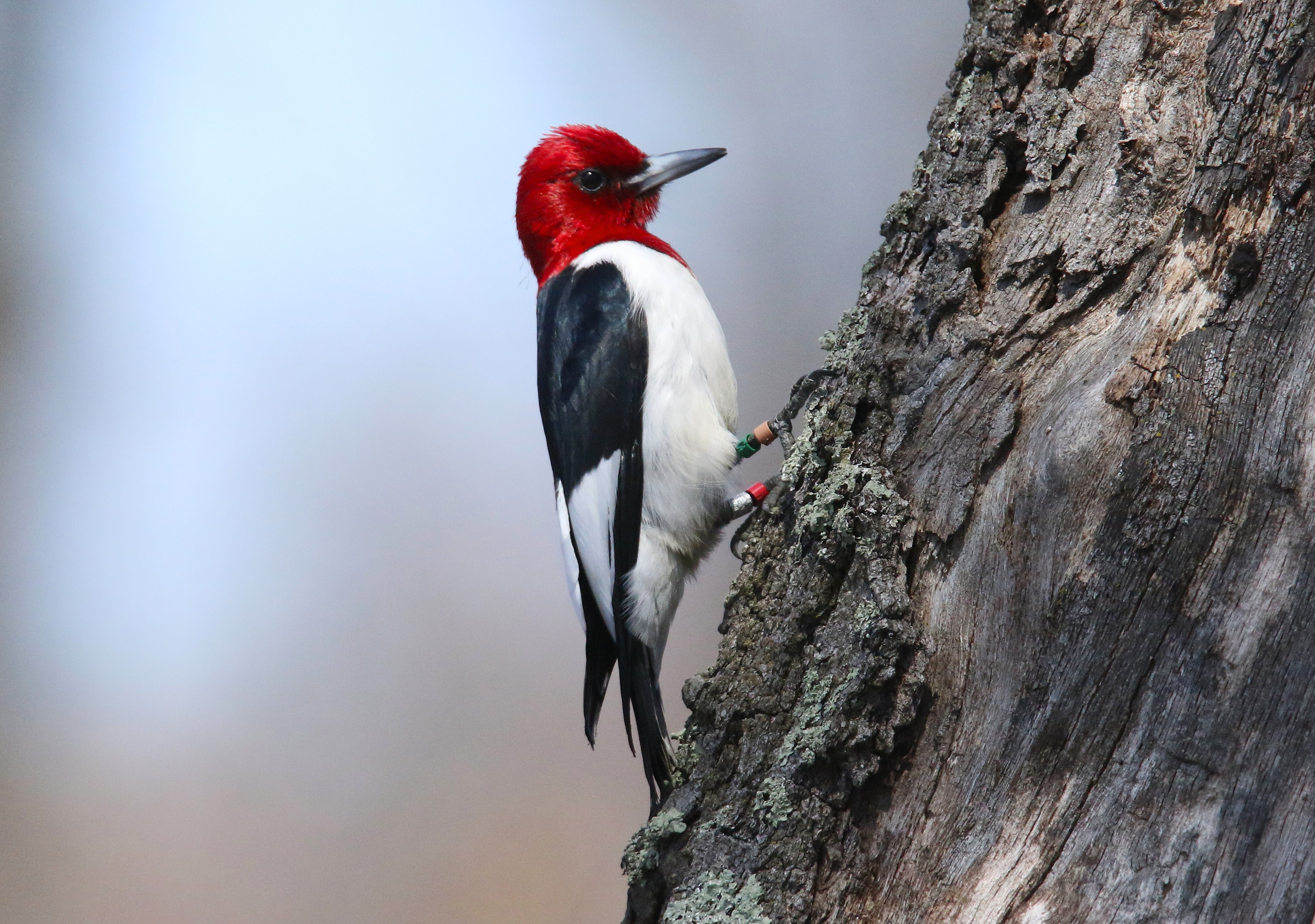 Picture of a  Red-headed woodpecker