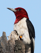 Red-headed Woodpecker Recovery