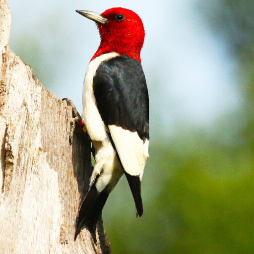 Red-headed Woodpecker Recovery