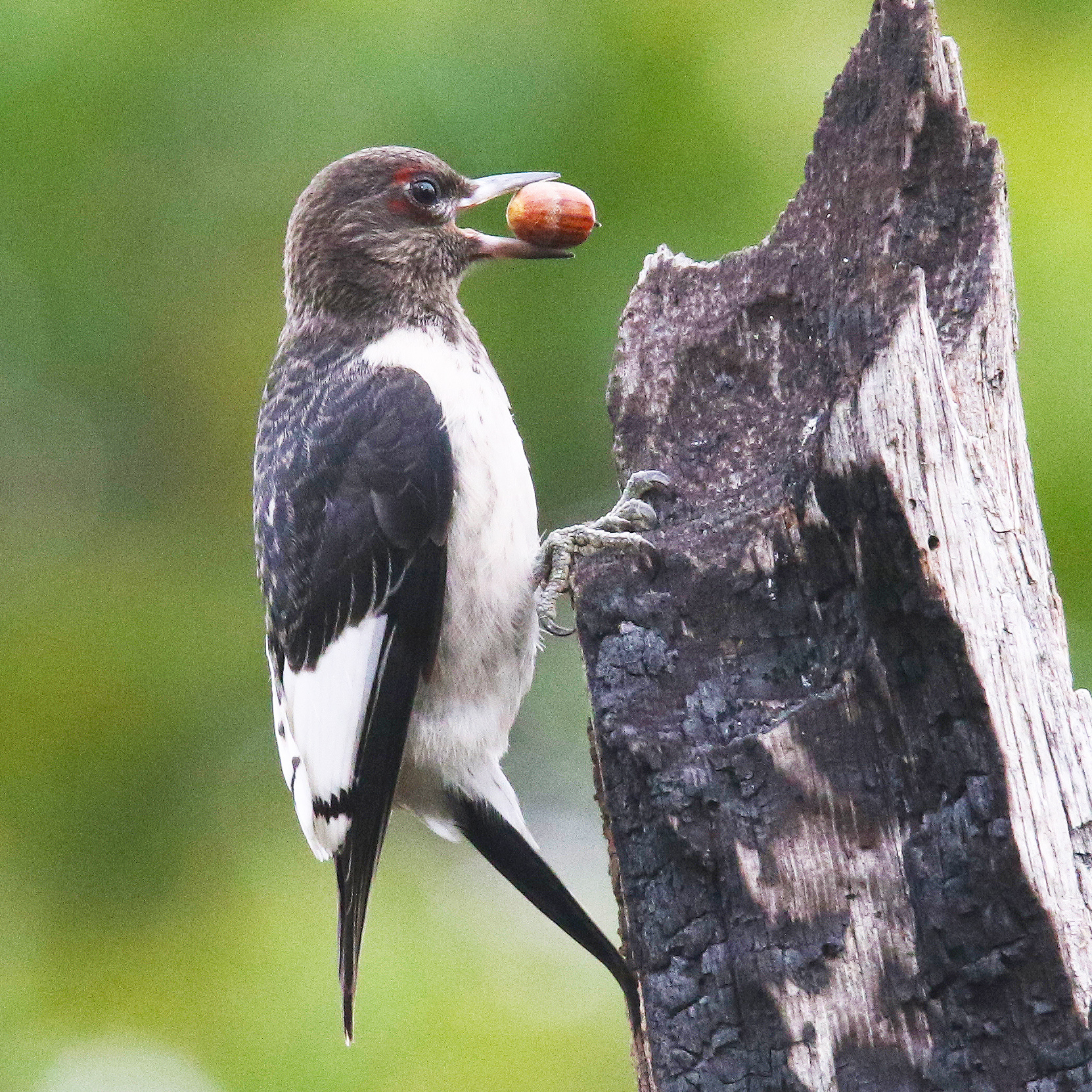 Boo carrying an acorn